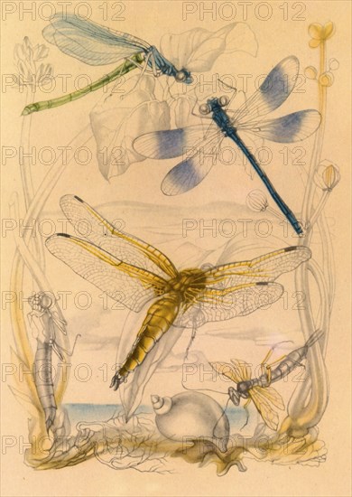 Dragonflies, c1930s, (1945). Creator: Vere Temple.