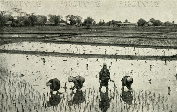 'Rice Fields', 1891. Creator: Unknown.