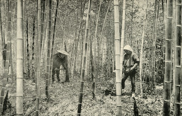 'A Bamboo Grove', 1891. Creator: Unknown.