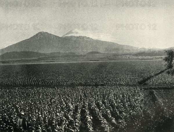 'The Land of the Aztec Conquest: Maize Fields Near Esperanza, State of Puebla', 1919. Creator: Unknown.