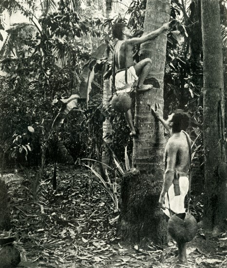 'Vegetation in the Tropical Forests', 1919. Creator: Unknown.