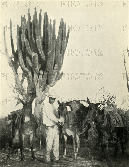 'Life and Travel in Mexico: Mules, Peon and Cactus', 1919. Creator: Unknown.
