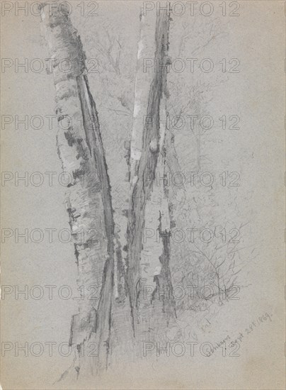 Study of Birch Trunks (Scribners'), 1869. Creator: Jervis McEntee.