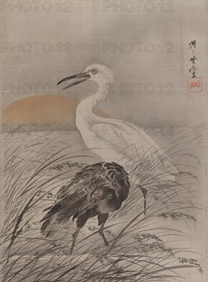 Cranes in Marsh, ca. 1887. Creator: Kawanabe Kyosai.