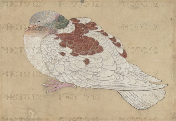 Bird, 18th century. Creator: Unknown.
