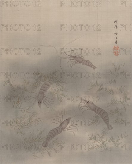 Shrimp (Ebi), ca. 1890-92. Creator: Seki Shuko.