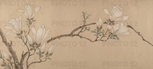 Magnolia, dated 1549. Creator: Unknown.