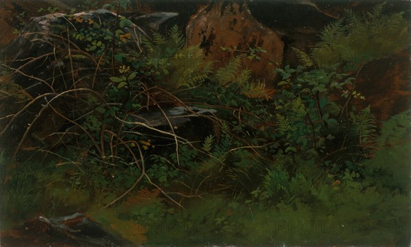 Study from Nature. Creator: William Stanley Haseltine.