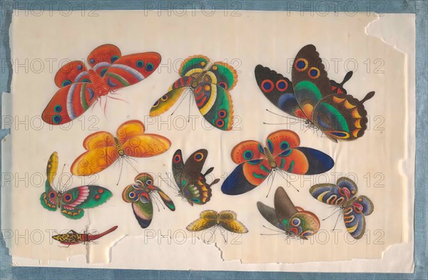 Album Containing Twelve Paintings of Insects, 19th century. Creator: Unknown.