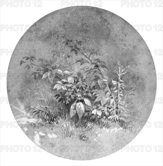 Study of Ground Foliage (from Cropsey Album). Creator: William Trost Richards.