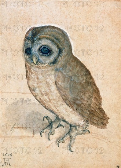 Little Owl, 1508. Creator: Dürer, Albrecht