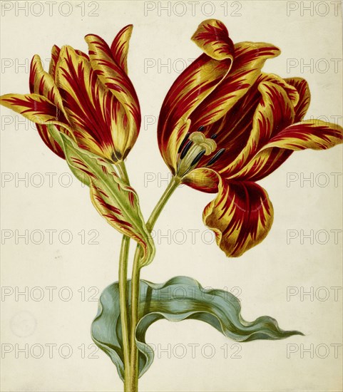 Tulip, c. 1660. Creator: Braun, Johann Bartholomäus