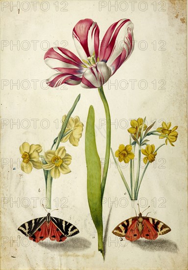 Tulip, Narcissus and Butterflies, c. 1660. Creator: Braun, Johann Bartholomäus