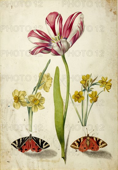 Tulip, Narcissus and Butterflies, c. 1660. Creator: Braun, Johann Bartholomäus (1626-1684).