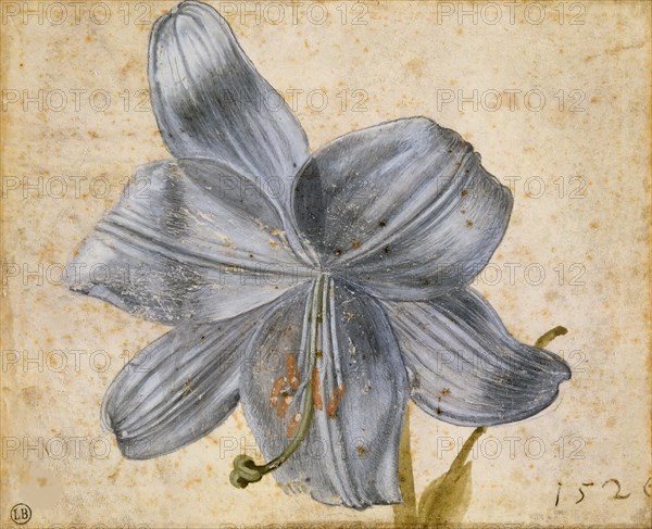 Study of a lily, 1526. Creator: Dürer, Albrecht