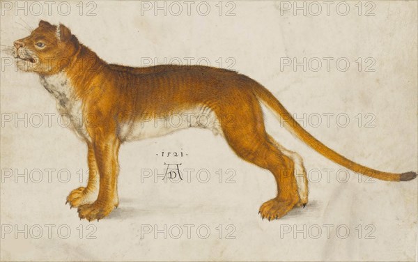 Lioness, 1521. Creator: Dürer, Albrecht
