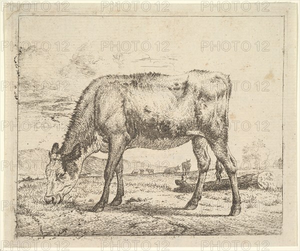 Grazing Calf, from Different Animals, 1658. Creator: Adriaen van de Velde.