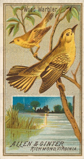 Wood Warbler, from the Birds of America series