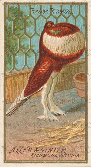 Pouter Pigeon, from the Birds of America series