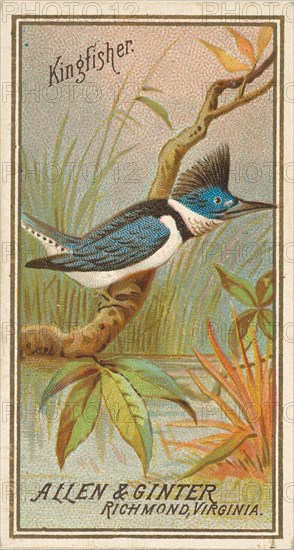 Kingfisher, from the Birds of America series