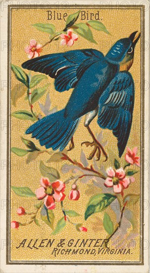 Blue Bird, from the Birds of America series