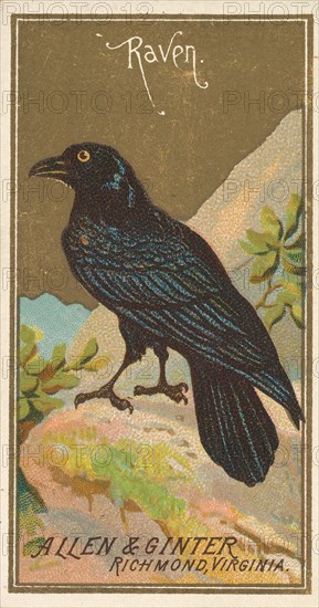 Raven, from the Birds of America series (N4) for Allen & Ginter Cigarettes Brands, 1888. Creator: Allen & Ginter.