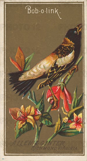 Bob-o-link, from the Birds of America series (N4) for Allen & Ginter Cigarettes Brands, 1888. Creator: Allen & Ginter.