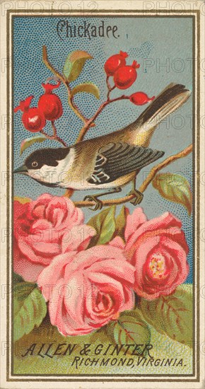 Chickadee, from the Birds of America series