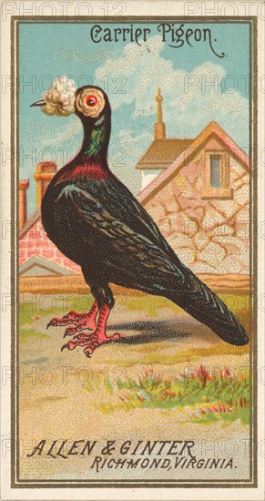 Carrier Pigeon, from the Birds of America series