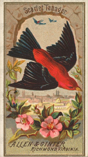 Scarlet Tanager, from the Birds of America series