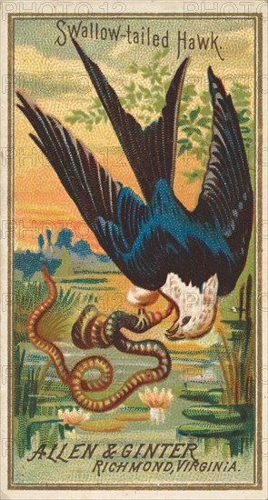 Swallow-tailed Hawk, from the Birds of America series