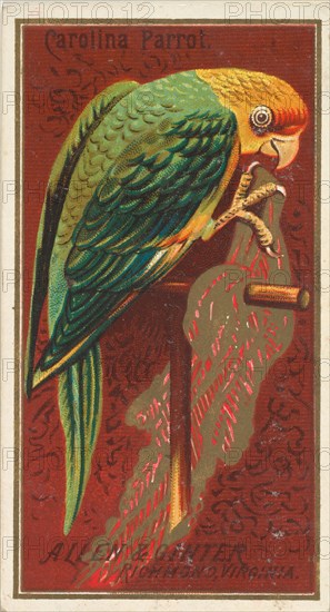 Carolina Parrot, from the Birds of America series (N4) for Allen & Ginter Cigarettes Brands, 1888. Creator: Allen & Ginter.