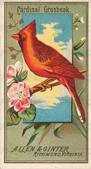 Cardinal Grosbeak, from the Birds of America series