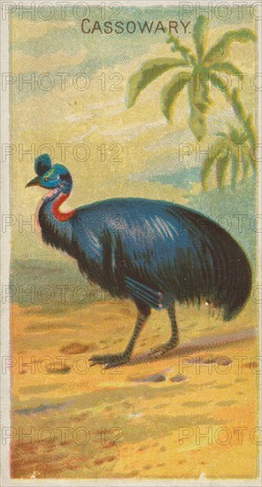 Cassowary, from the Birds of the Tropics series (N5) for Allen & Ginter Cigarettes Brands, 1889. Creator: Allen & Ginter.