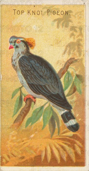 Top Knot Pigeon, from the Birds of the Tropics series