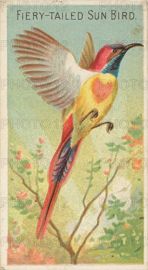 Fiery-Tailed Sun Bird, from the Birds of the Tropics series