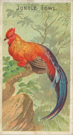 Jungle Fowl, from the Birds of the Tropics series