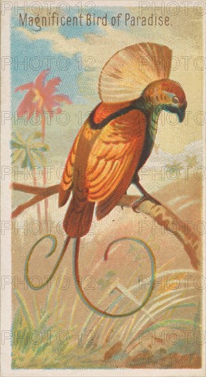 Magnificent Bird of Paradise, from the Birds of the Tropics series