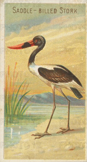 Saddle-Billed Stork, from the Birds of the Tropics series