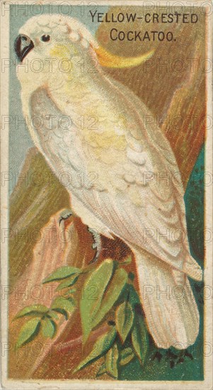 Yellow-Crested Cockatoo, from the Birds of the Tropics series