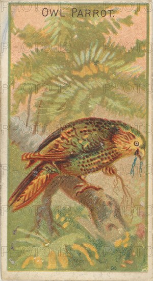 Owl Parrot, from the Birds of the Tropics series