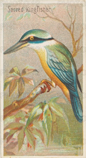 Sacred Kingfisher, from the Birds of the Tropics series