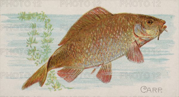 Carp, from the Fish from American Waters series