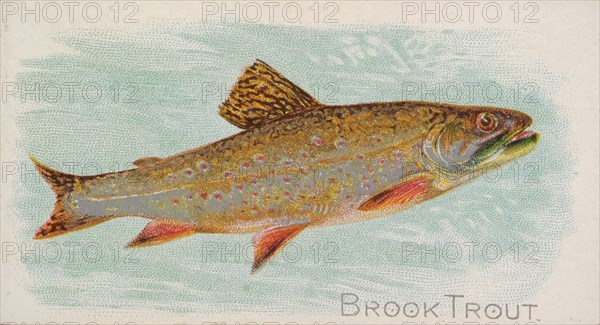 Brook Trout, from the Fish from American Waters series