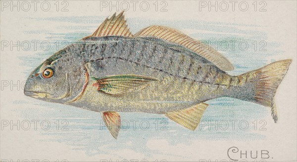 Chub, from the Fish from American Waters series