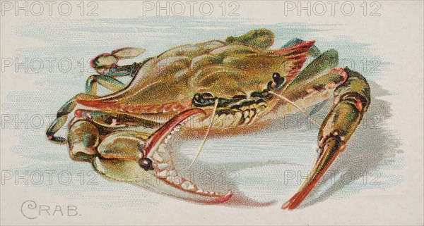Crab, from the Fish from American Waters series (N8) for Allen & Ginter Cigarettes Brands, 1889. Creator: Allen & Ginter.