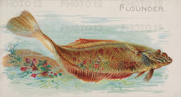 Flounder, from the Fish from American Waters series