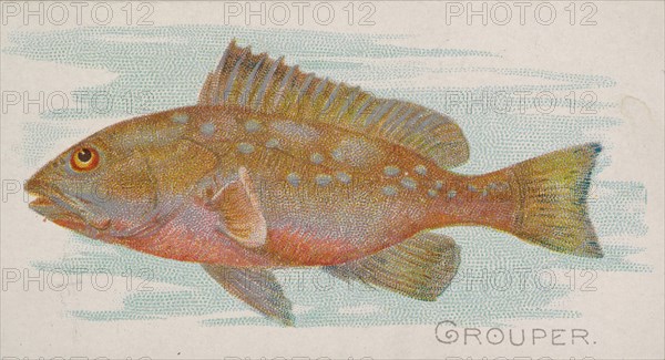 Grouper, from the Fish from American Waters series