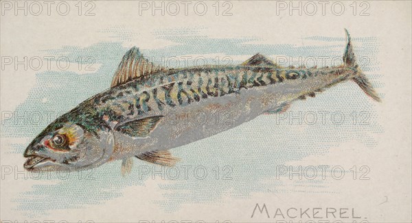 Mackerel, from the Fish from American Waters series (N8) for Allen & Ginter Cigarettes Bra..., 1889. Creator: Allen & Ginter.