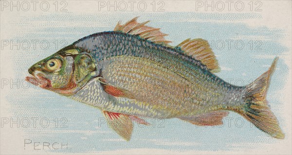 Perch, from the Fish from American Waters series